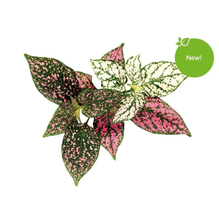 Click & Grow - Smart Garden Refill 3-pak - Polka Dot Plant (SGR48X3) i gruppen SPORT, FRITID & HOBBY / Sjove gadgets / Smarte løsninger hos TP E-commerce Nordic AB (C93816)